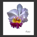 Orchid, photo poster posters