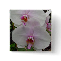 Orchid - Pink Blossom