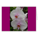 Orchid - Pink Blossom card