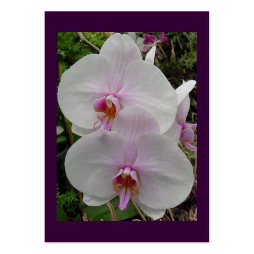Orchid - Pink Blossom (Colossians 2:3) Business Card Template (front side)