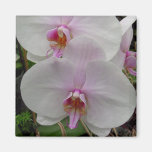 Orchid - Pink Blossom (Colossians 2:3) Refrigerator Magnets