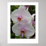 Orchid - Pink Blossom (Colossians 2:3) Poster
