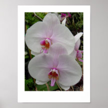 Orchid - Pink Blossom (Colossians 2:3) Poster