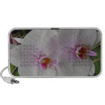 Orchid - Pink Blossom (Colossians 2:3) Travelling Speaker