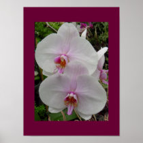 Orchid - Pink Blossom posters