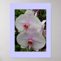 Orchid - Pink Blossom posters