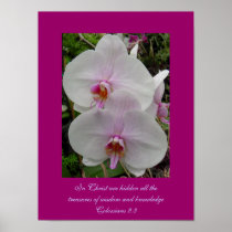 Orchid - Pink Blossom posters