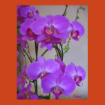 orchid, orchids, plant, flowers, gramabarb, print