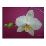 orchid post card