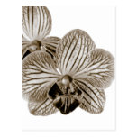Orchid Post Card