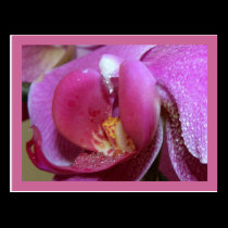 Orchid postcards
