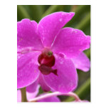 Orchid Post Cards