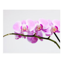 orchid post cards