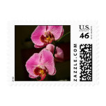 Orchid Postage Stamps
