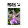 Orchid