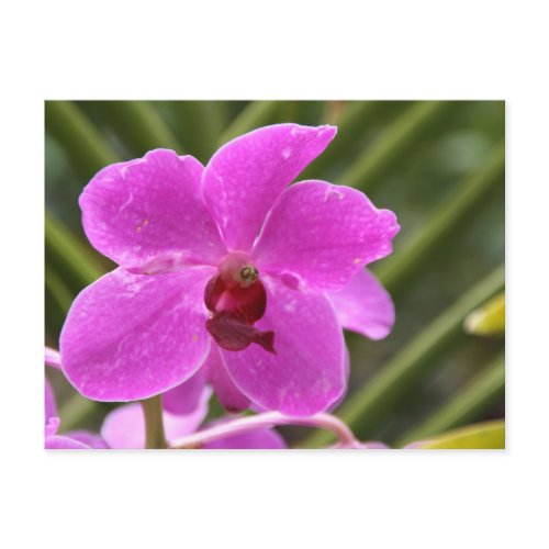 Orchid
