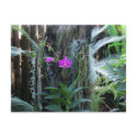 Orchid Postcard by blumenthalphoto Orchid Postcard