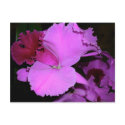Orchid postcards by MovingLight Orchid postcards