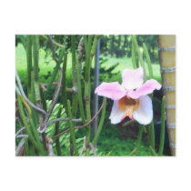 Orchid Postcard