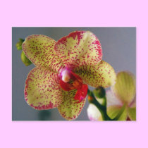 Orchid postcards