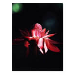 Orchid Postcards