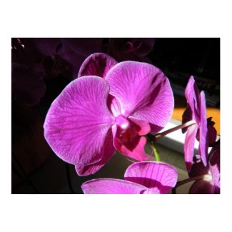 Orchid Poster print
