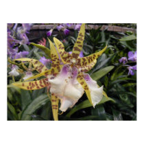 Orchid posters by SweetRascal Orchid posters