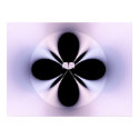 Orchid posters by JasonWarren Orchid posters