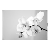 Orchid posters by iiiyaaa Orchid posters