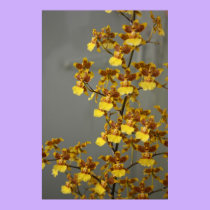 Orchid Poster posters