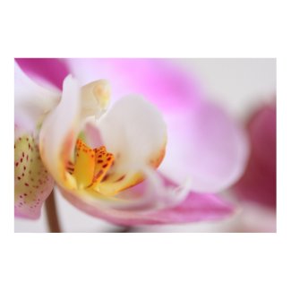 Orchid print