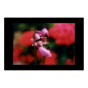 Orchid posters by hydrolith Orchid posters