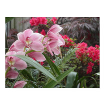 Orchid posters by HLawver Orchid posters