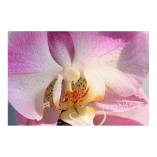 Orchid print