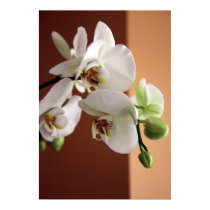 Orchid posters by iiiyaaa Orchid posters