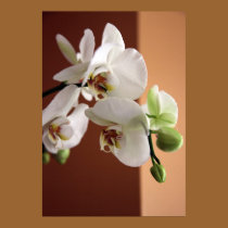 Orchid posters