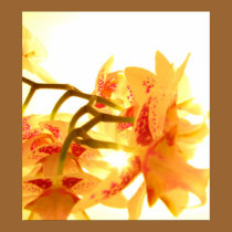 Orchid posters
