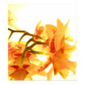 Orchid posters