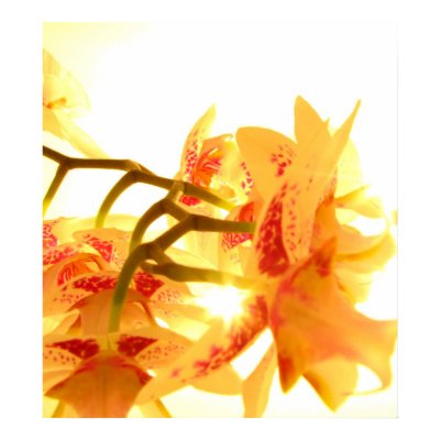 Orchid Posters by iiiyaaa