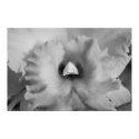orchid posters