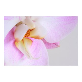 Orchid print