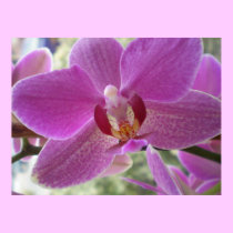 Orchid posters