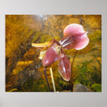 orchid print