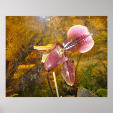 orchid posters