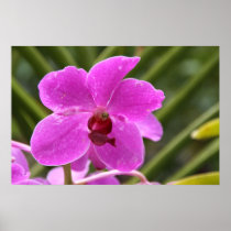 Orchid posters
