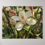 orchid posters