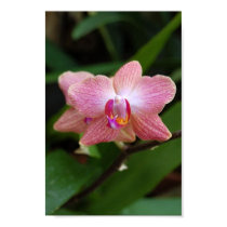 Orchid Poster posters