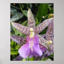 Orchid Posters