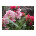 Orchid posters by HLawver Orchid posters