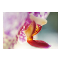 Orchid posters